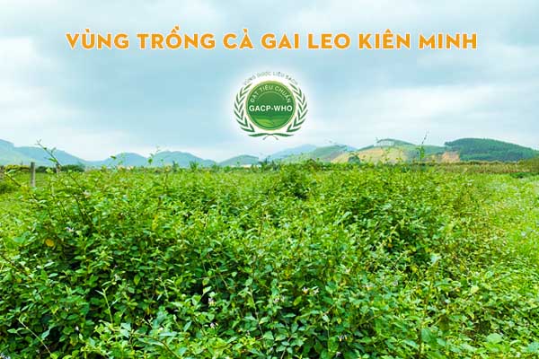Vùng trồng cà gai leo Kiên Minh đạt tiêu chuẩn GACP-WHO