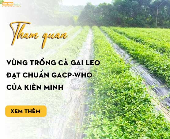Vùng trồng cà gai leo của Kiên Minh 