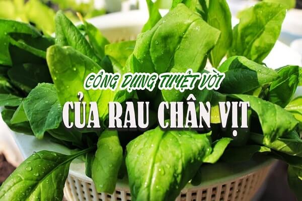 Rau chân vịt có tác dụng gì đối với người tiểu đường, huyết áp