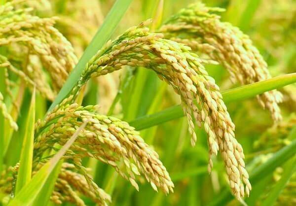 Ảnh 3 - Gạo nếp chứa nhiều chất dinh dưỡng tốt cho sức khỏe