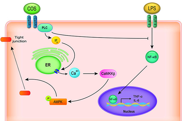 Ảnh 3: Enzyme AMPK giúp tăng chuyển hóa đường