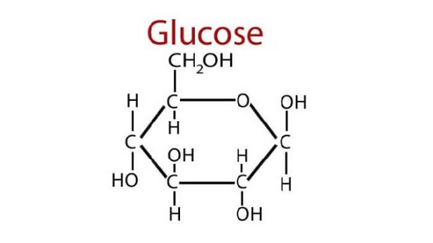 Các chất xơ, tinh bột, đường sẽ chuyển hóa thành Glucose