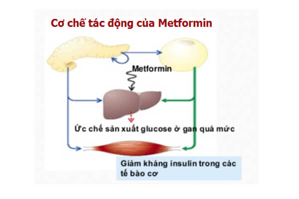 Ảnh: Cơ chế tác dụng của thuốc Metformin