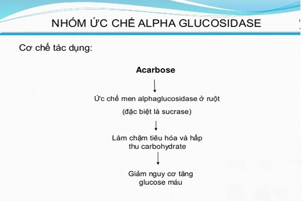 Ảnh: Cơ chế tác dụng của thuốc Acarbose