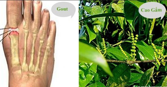 Dây gắm - thảo dược quý trong hỗ trợ điều trị và đầy lùi biến chứng bệnh gout