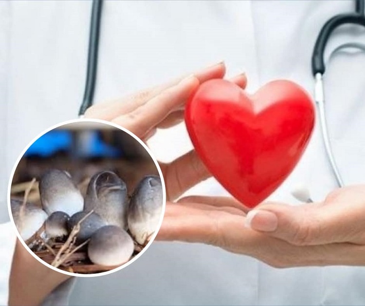 Ảnh 4: Nấm rơm có lợi cho sức khỏe tim mạch