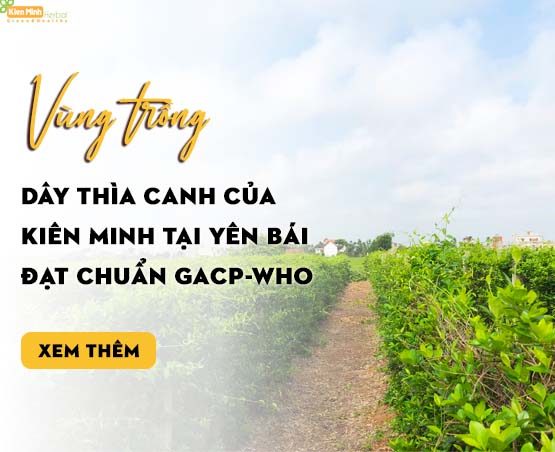Vùng trồng dây thìa canh của Kiên Minh tại Yên Bái