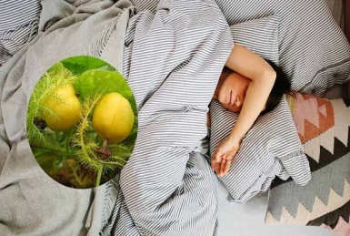 Sử dụng cây lạc tiên chữa mất ngủ có thực sự hiệu quả?